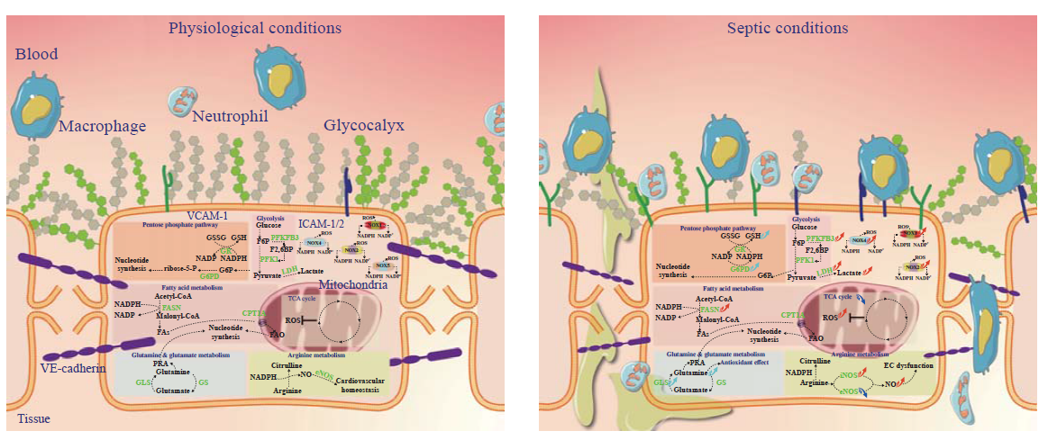 Lactate induces vascular permeability via disruption of VE-cadherin in  endothelial cells during sepsis